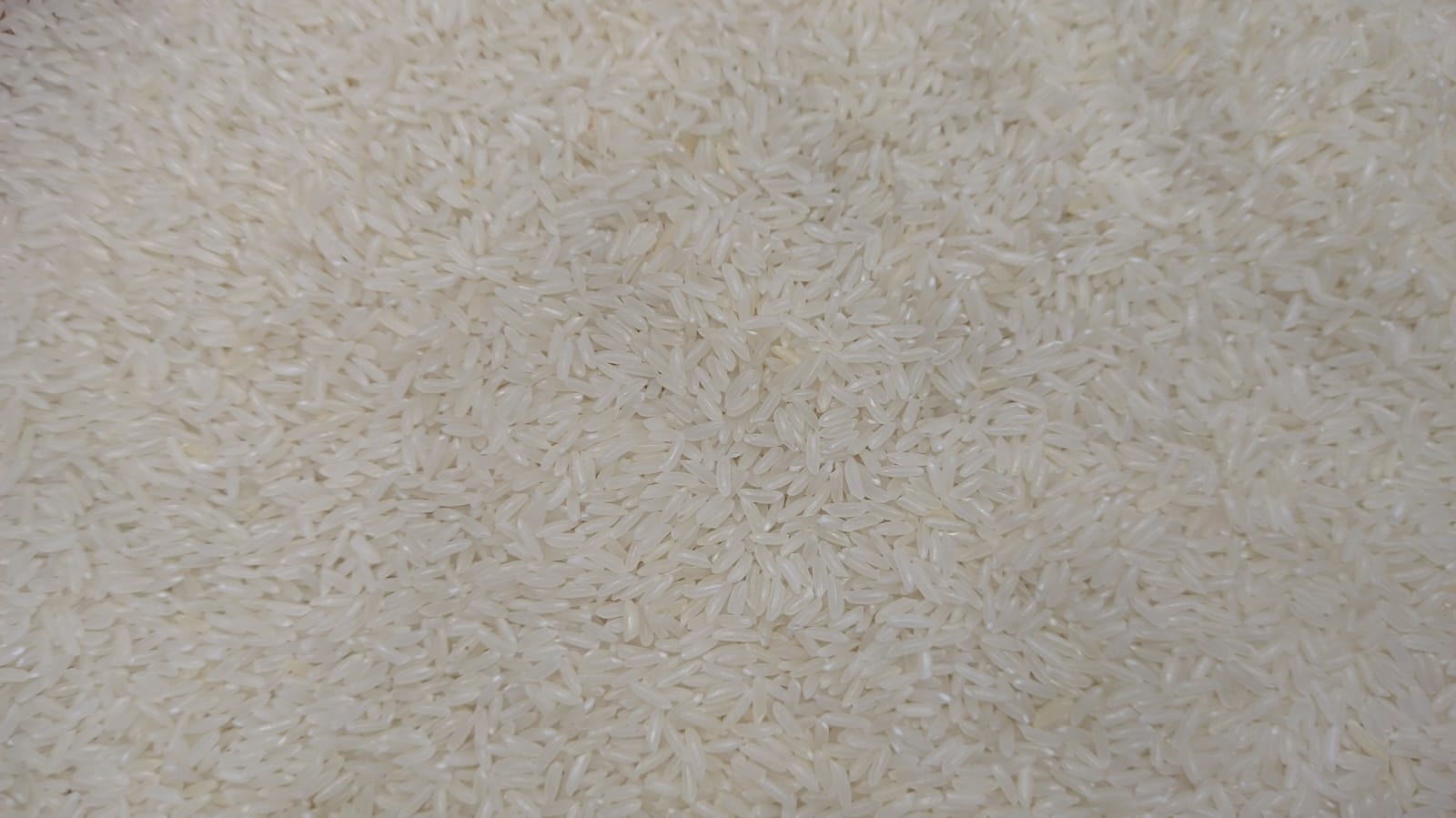 Kolam jira white 1 kg